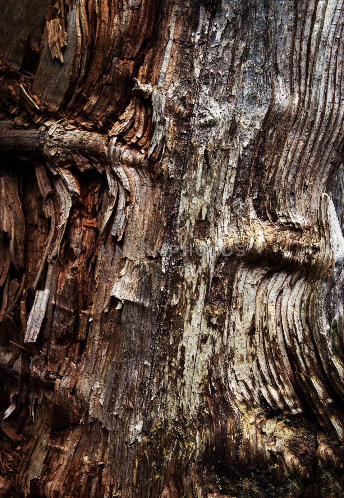 texture on rotten wood by Ahojdoma