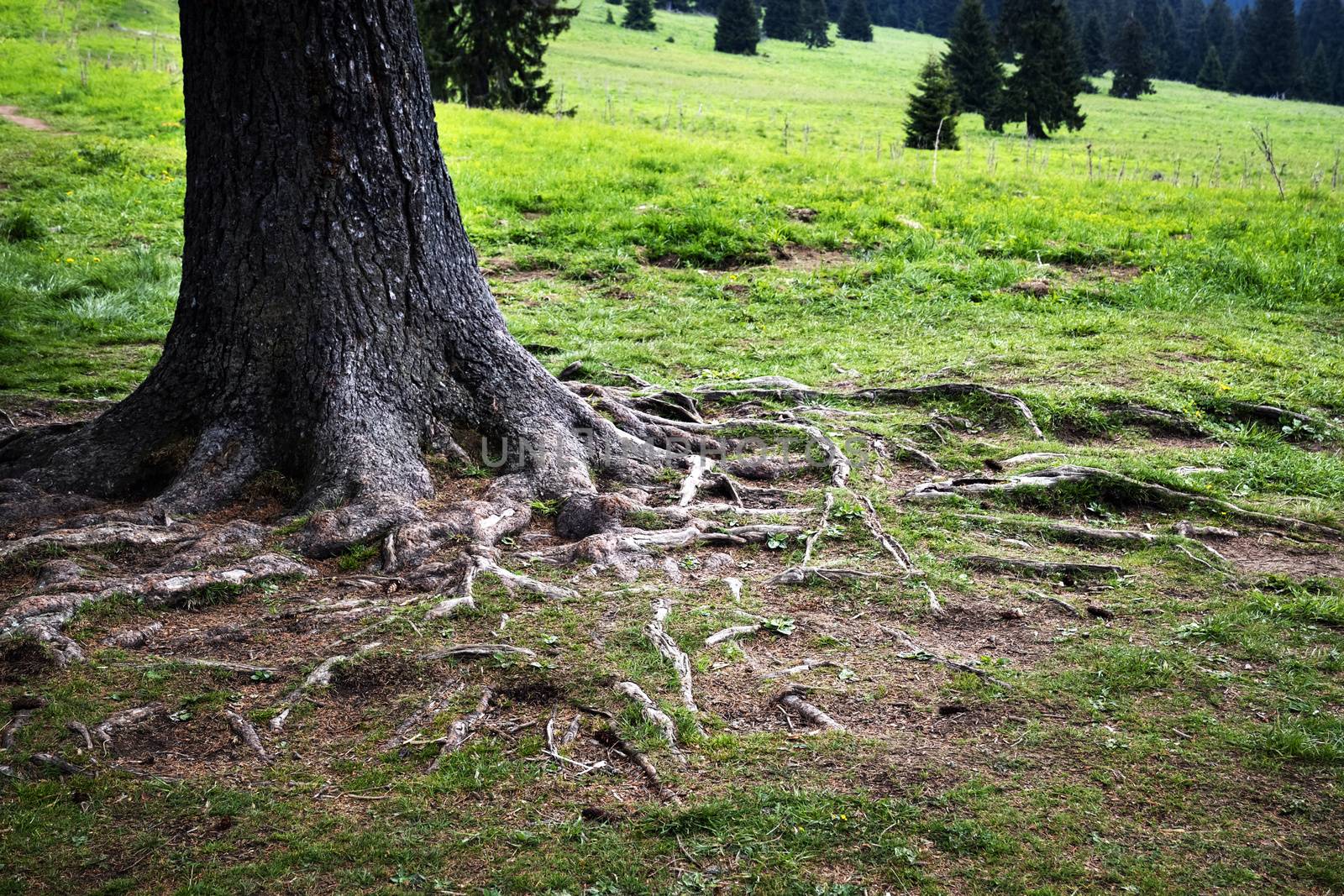 thick spruce trunk with roots by Ahojdoma