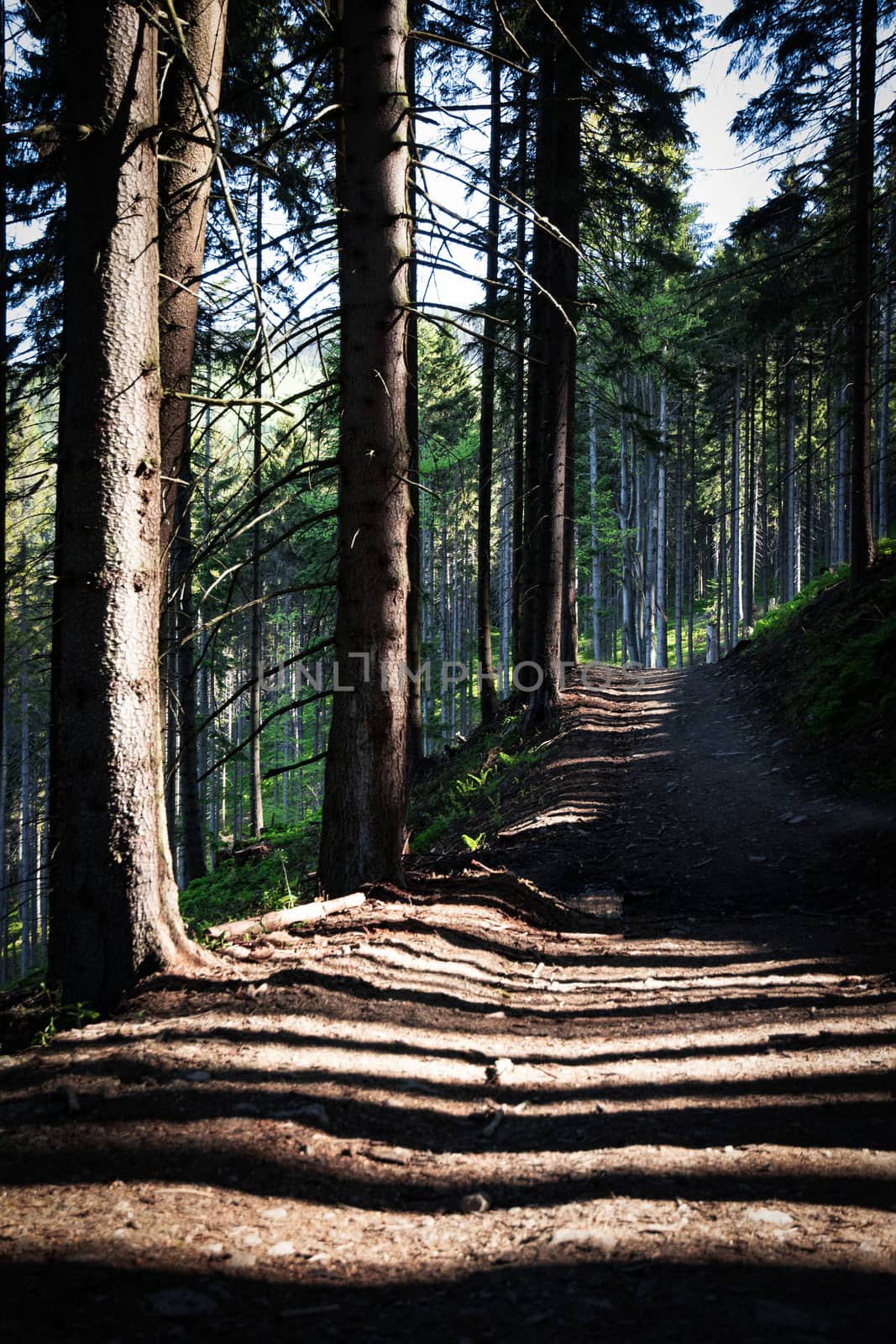 nature background long shadows on a forest path