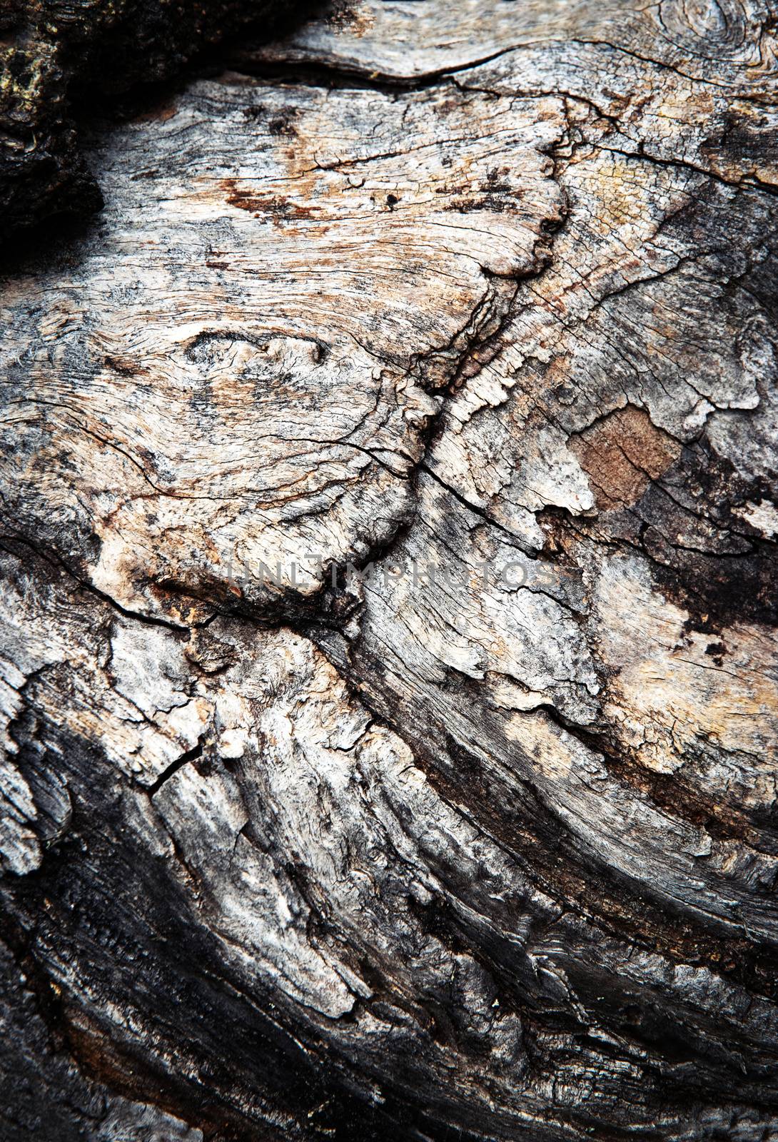 nature abstract background old stump deformed and rotten