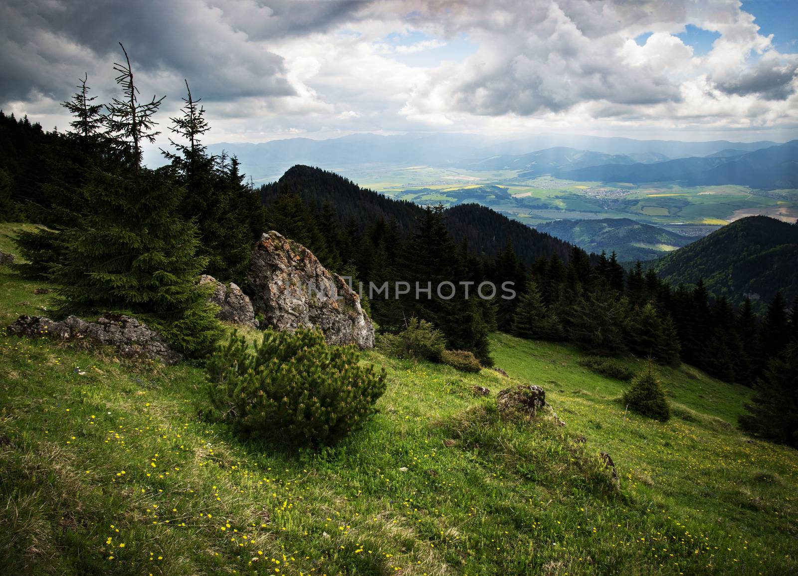 nature seasonal landscape a green mountain meadow