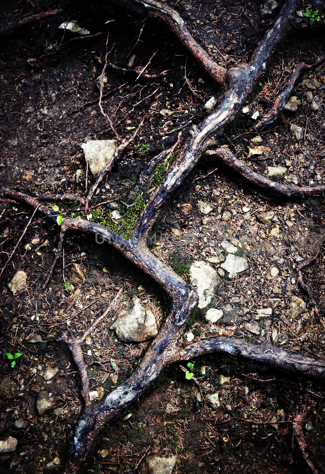 abstract nature background detail on tree roots