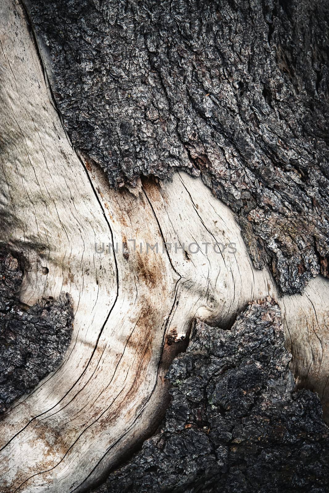 texture detail of an old weathered stump by Ahojdoma