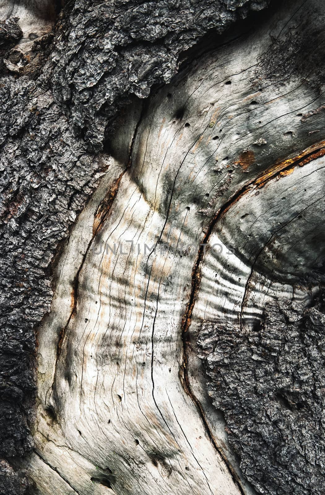 detail of an old weathered stump by Ahojdoma