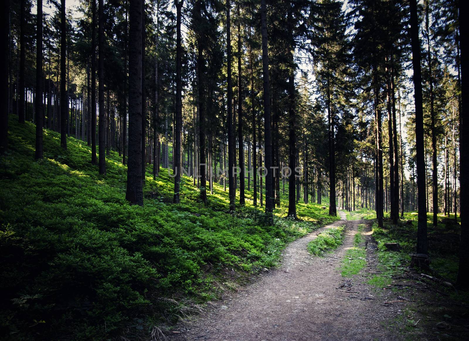 nature background a path through a dense forest