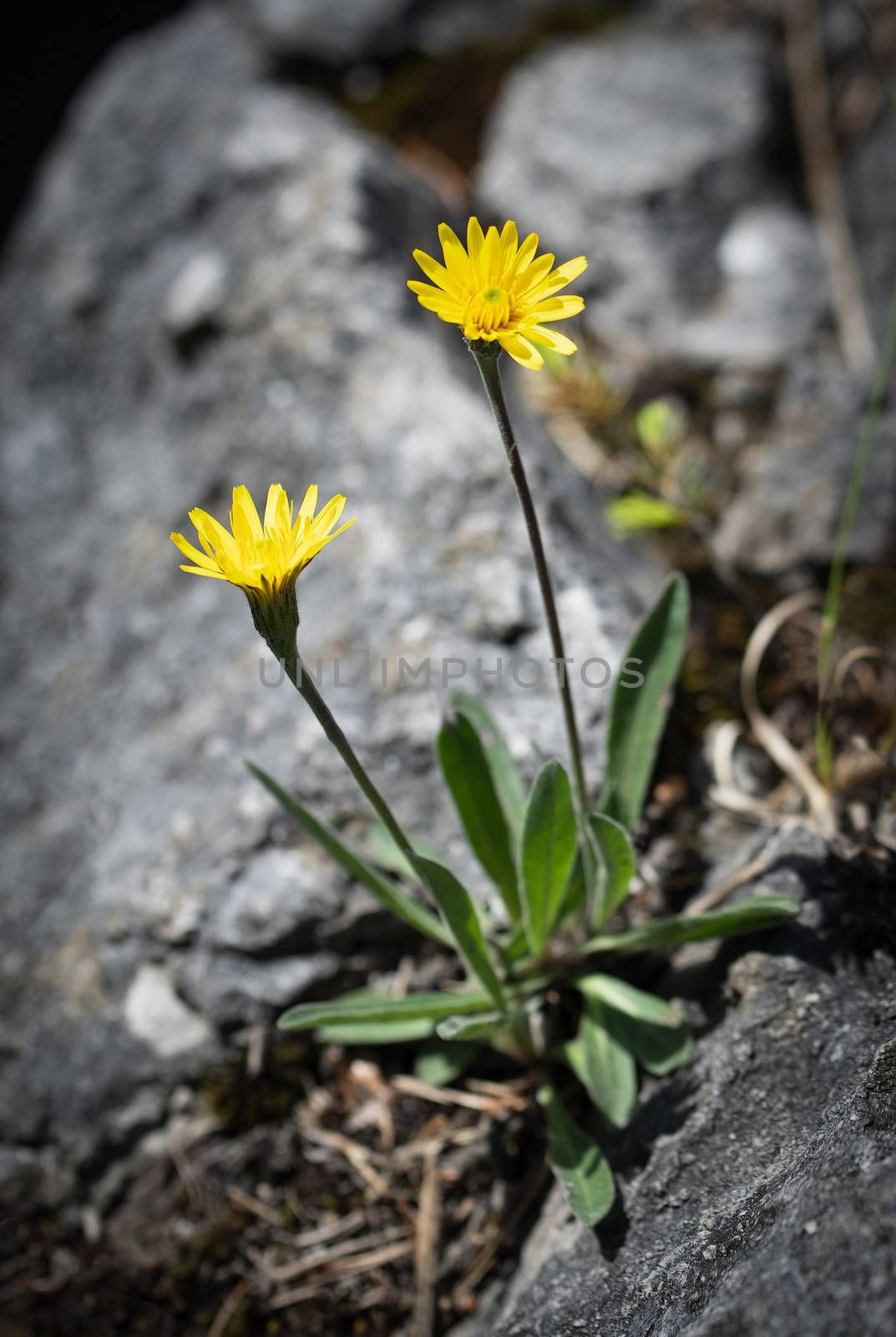 nature background Still life two pretty yellow flowers