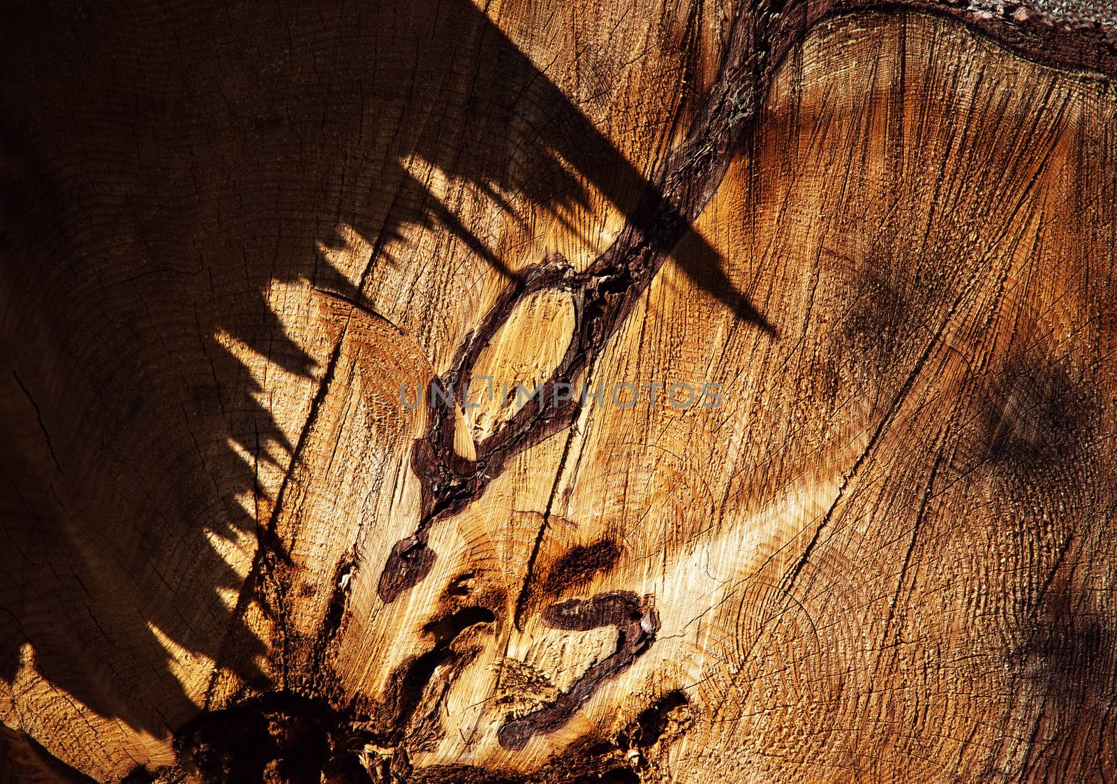 abstract details of the rotten stump with shadow by Ahojdoma