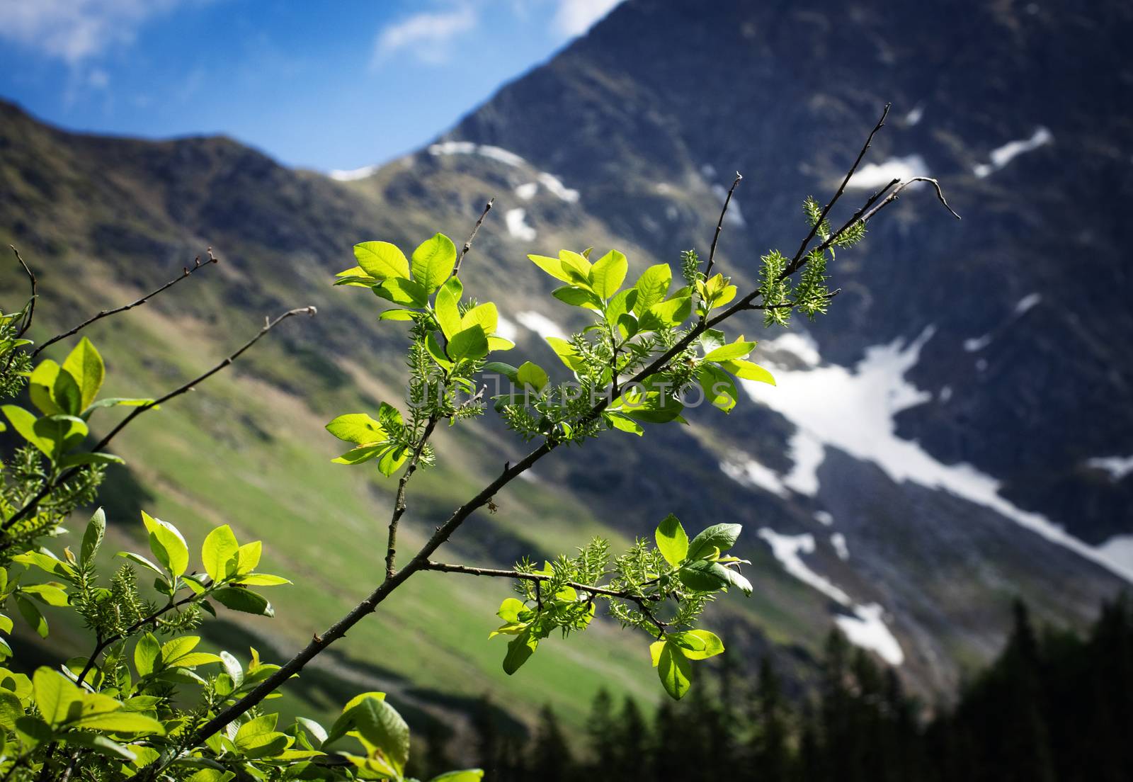 willow twig with a mountain background by Ahojdoma