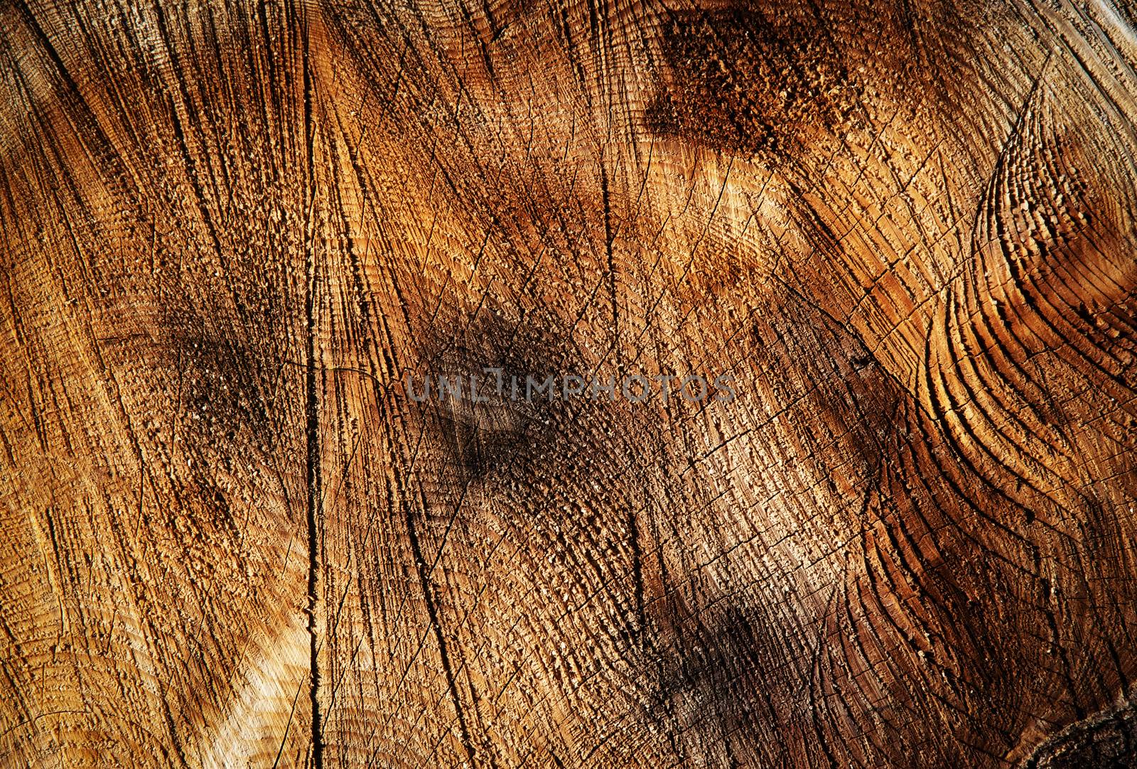 abstract background or texture groove on the cut of the wood