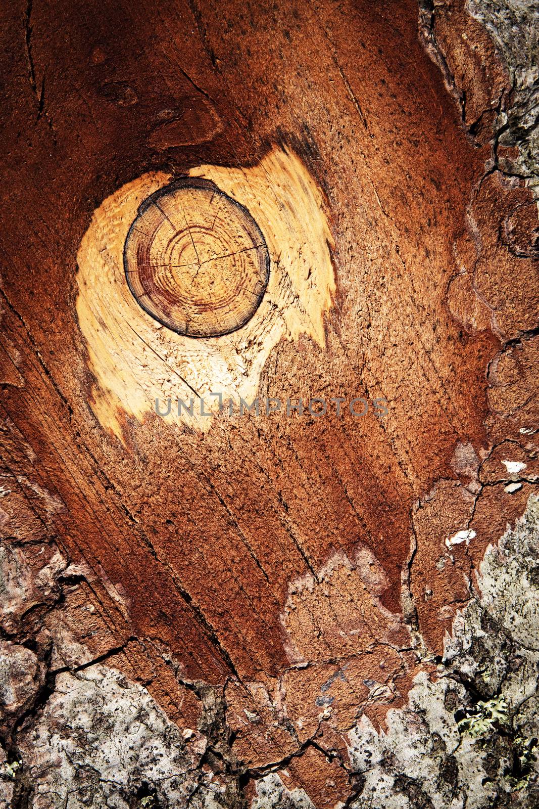 detail fir bark the branches sawn by Ahojdoma