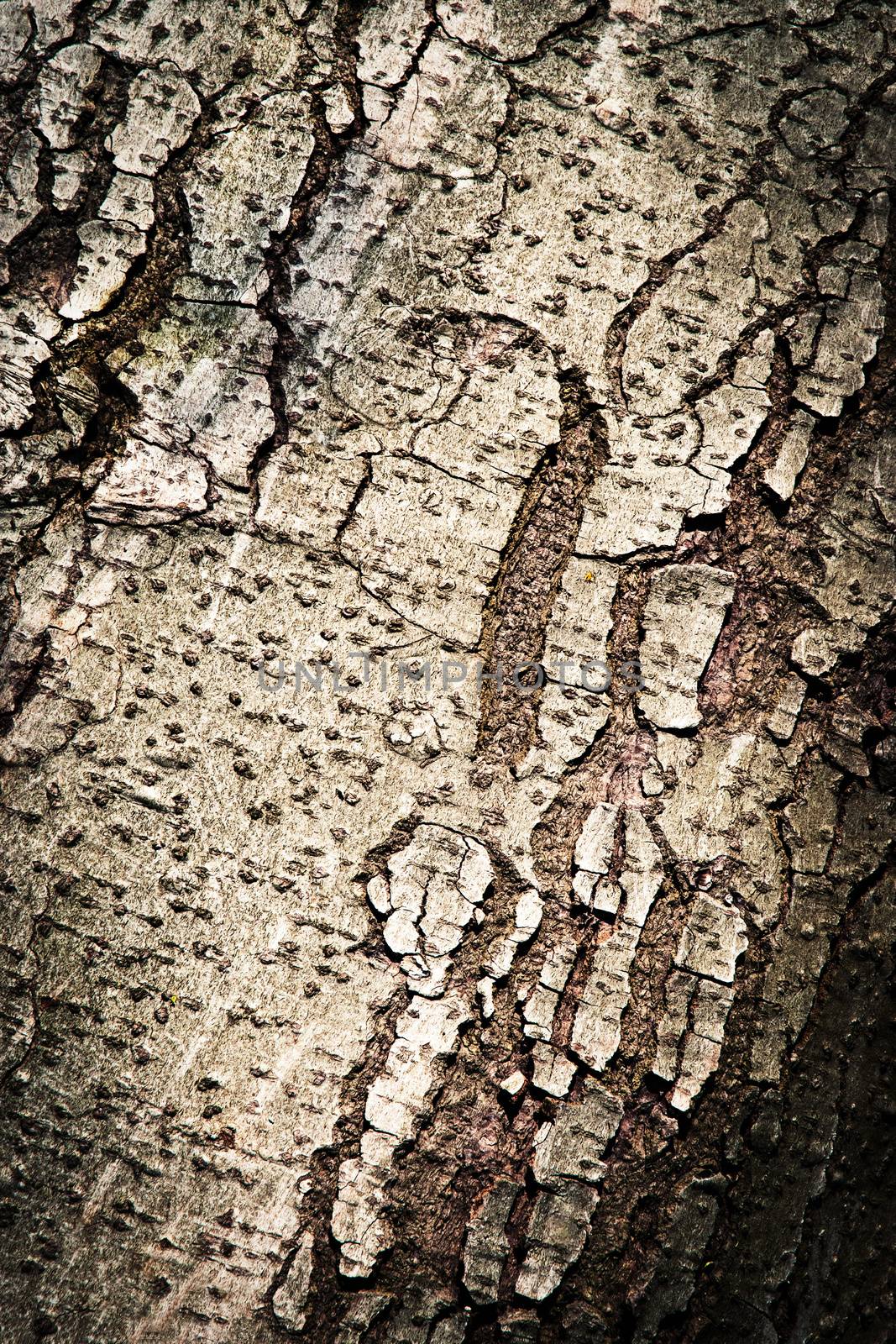 greyish bark tree by Ahojdoma