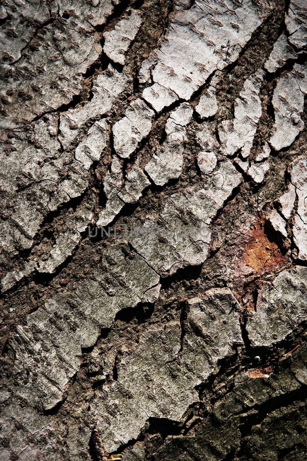 abstract background or texture detail greyish bark tree