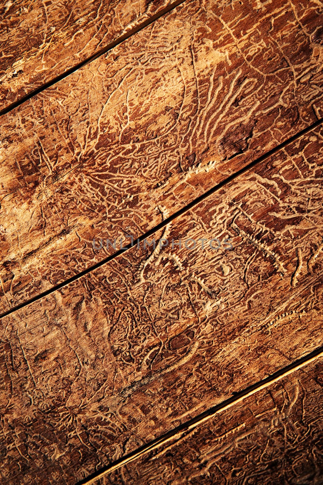 abstract background paths of beetles on old wood