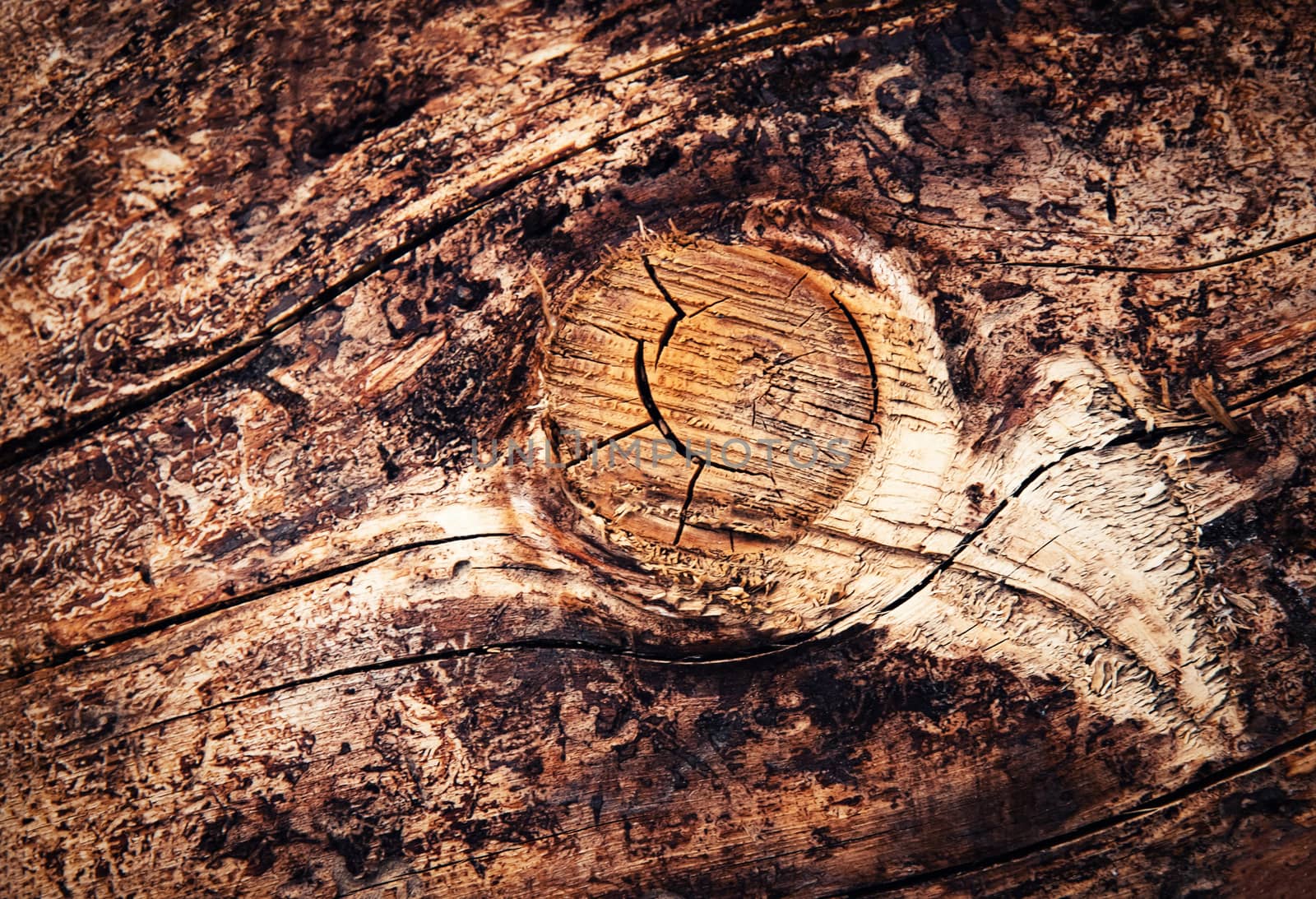 abstract background detail sawing wooden branch