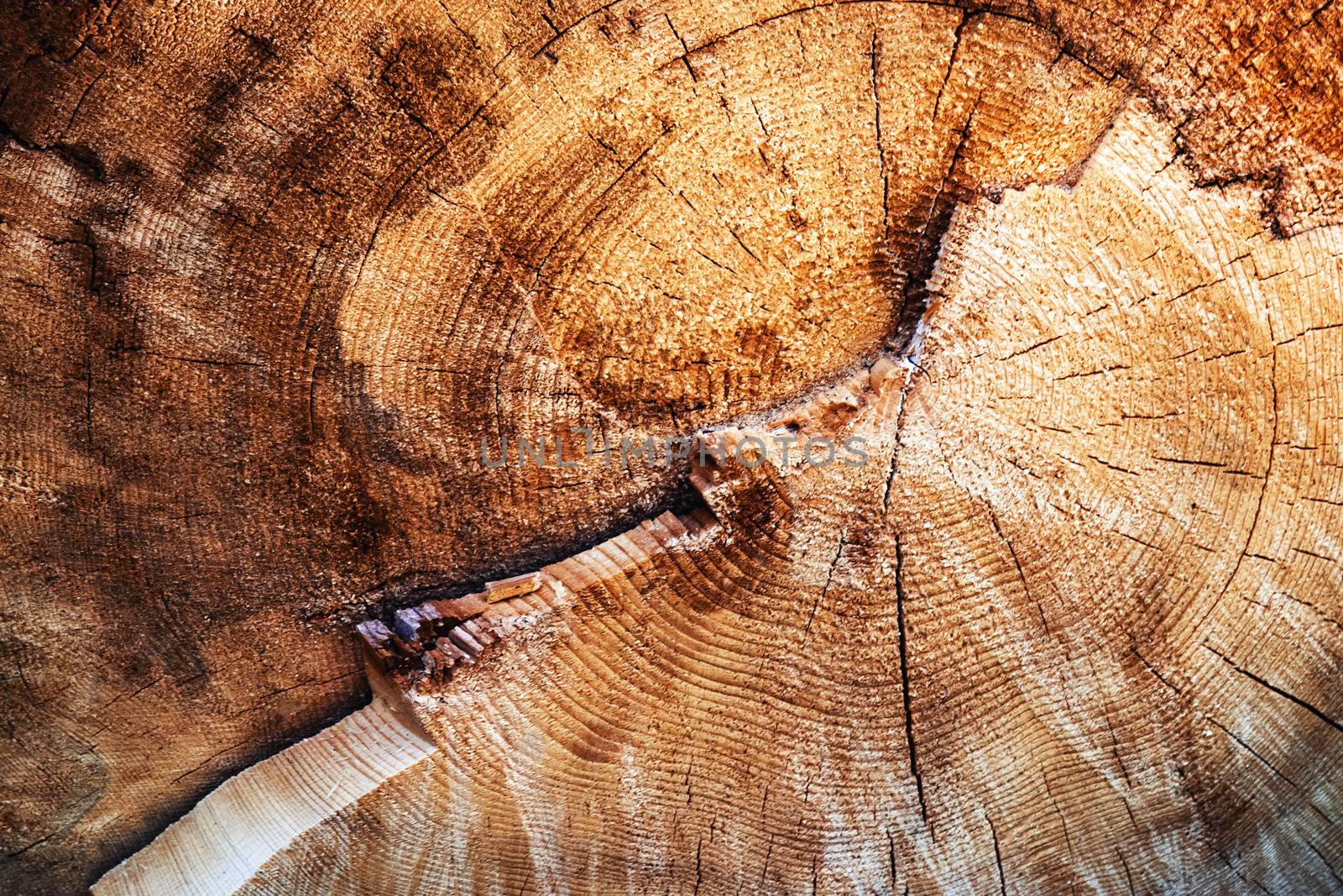 Detail of a tree truncated tree by Ahojdoma