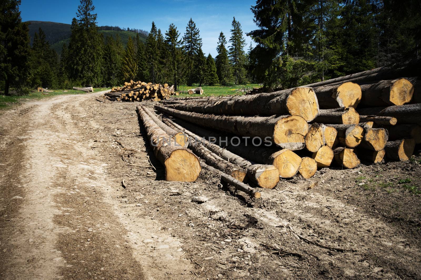 nature background piles of spruce wood in the country