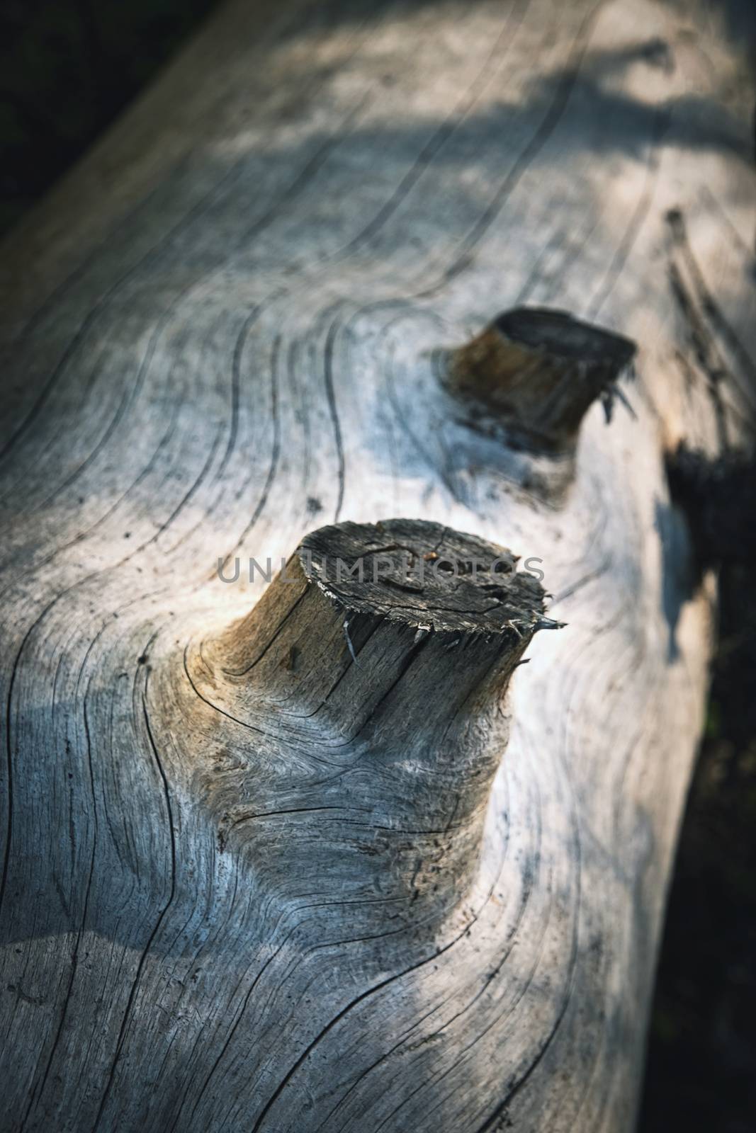 Detail of an old tree trunk without a bark by Ahojdoma