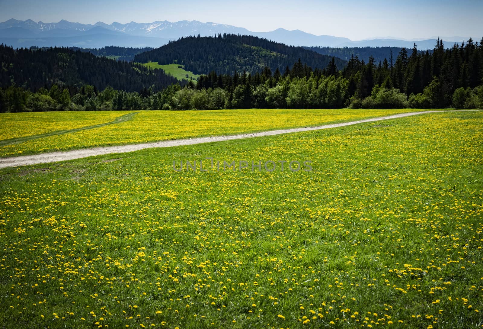 foothill meadow with dandelions by Ahojdoma