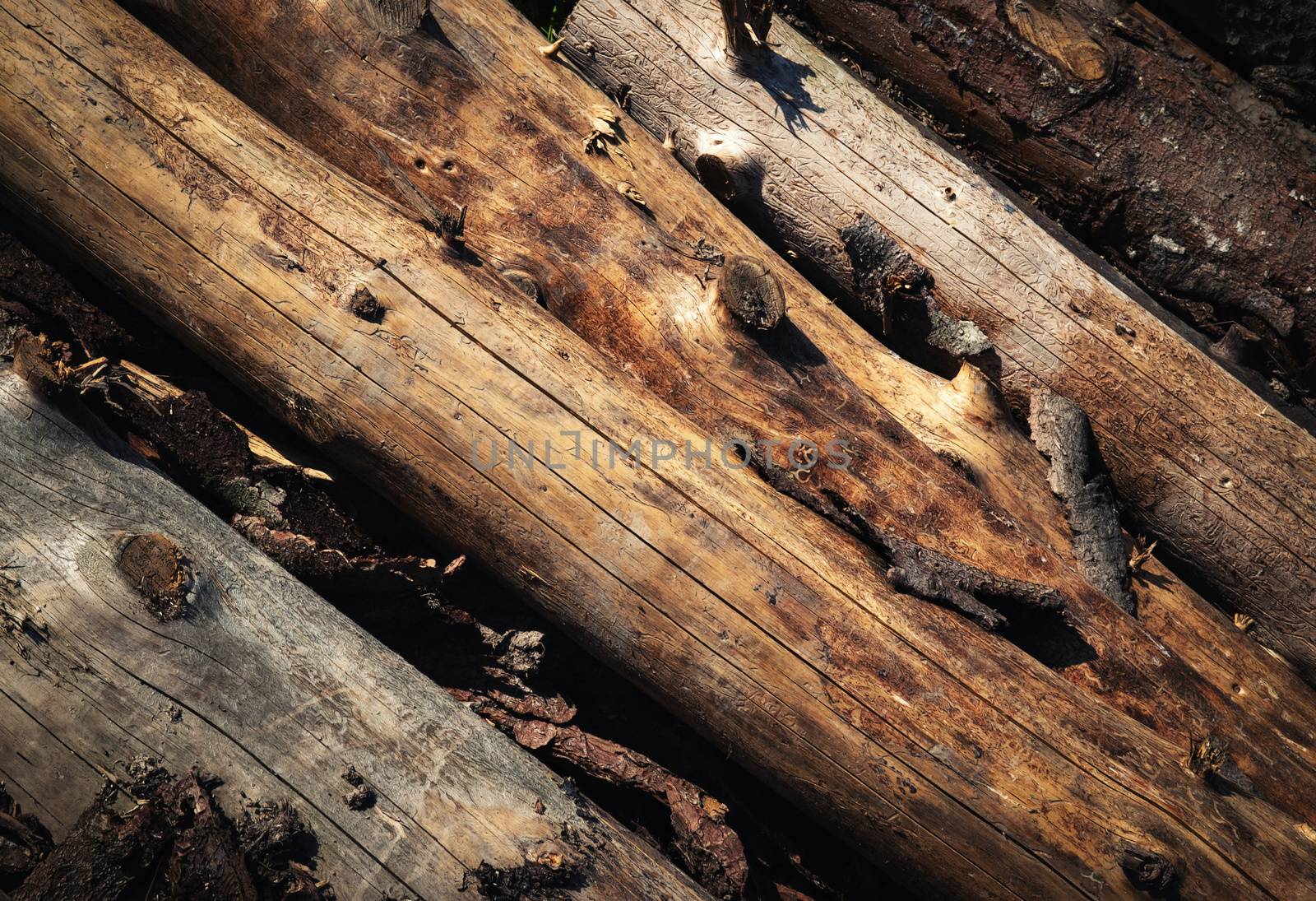 dry tree trunks on top of each other by Ahojdoma