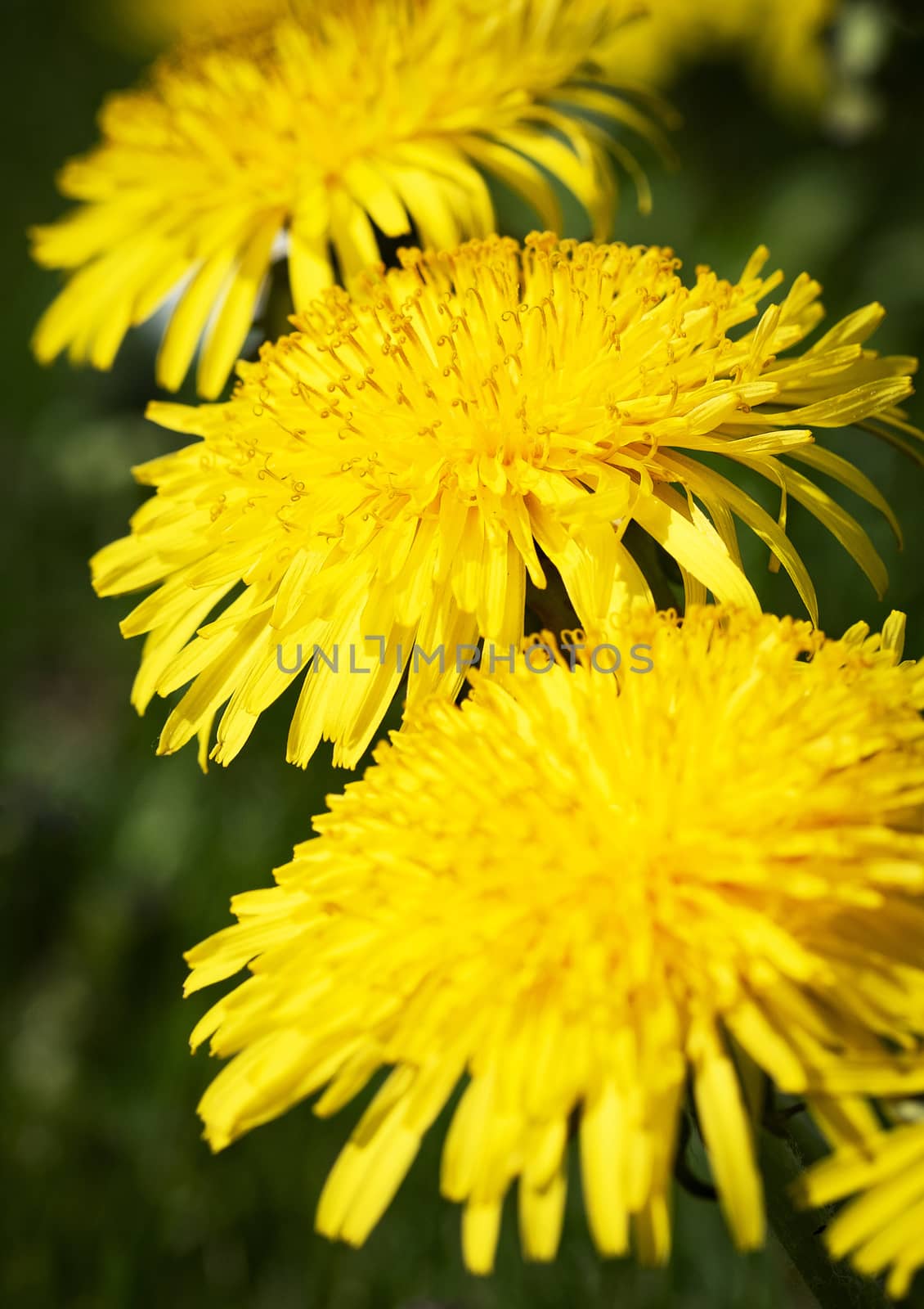 nature seasonal background Three heads of yellow dandelions