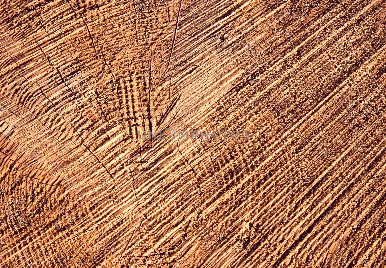 abstract background or texture detail cut on trunk wood