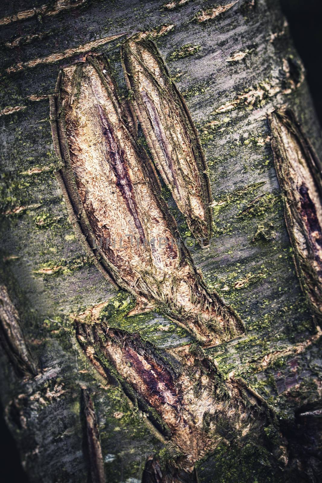 old dark tree bark with damage by Ahojdoma