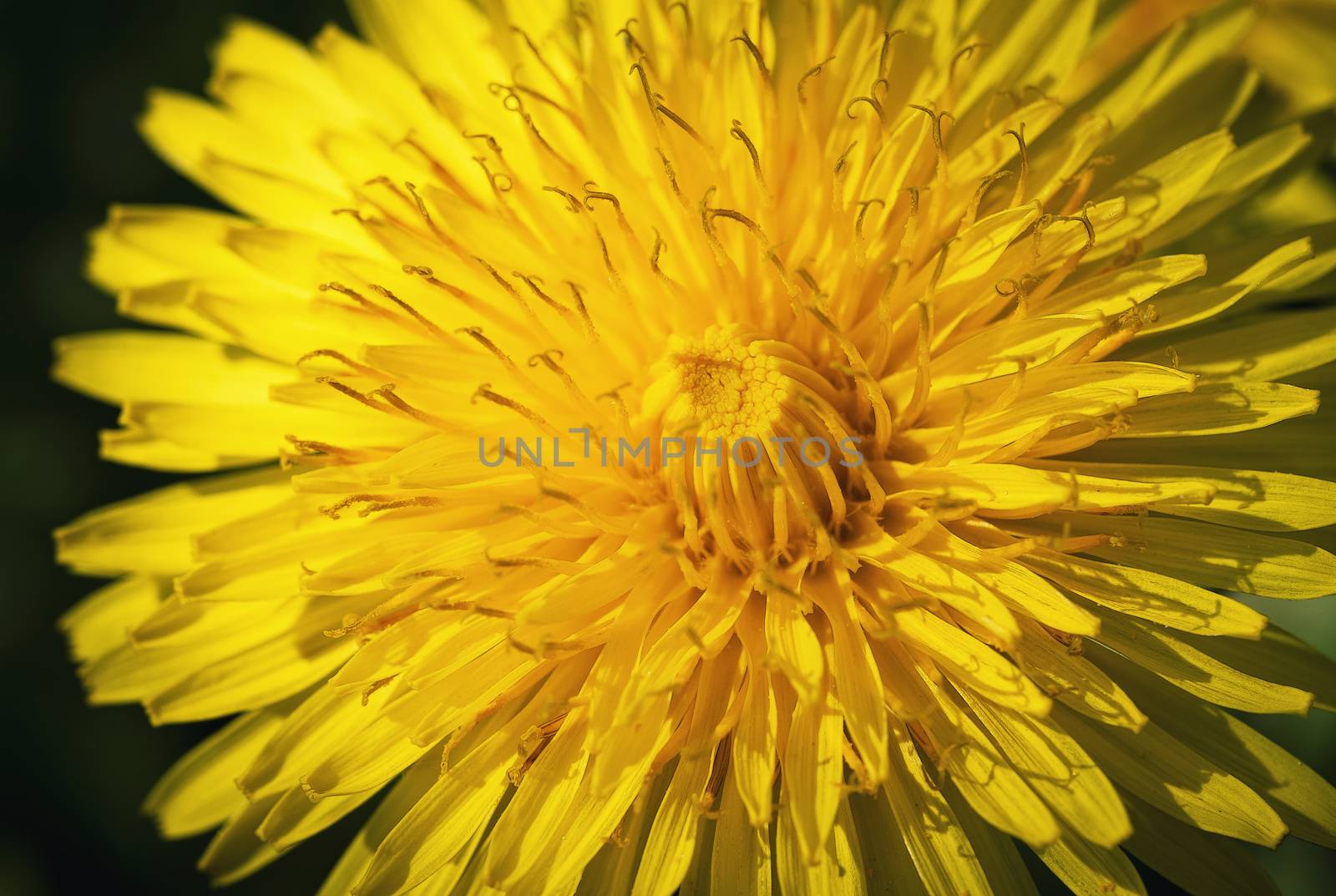 nature seasonal background detail on dandelion flower sun