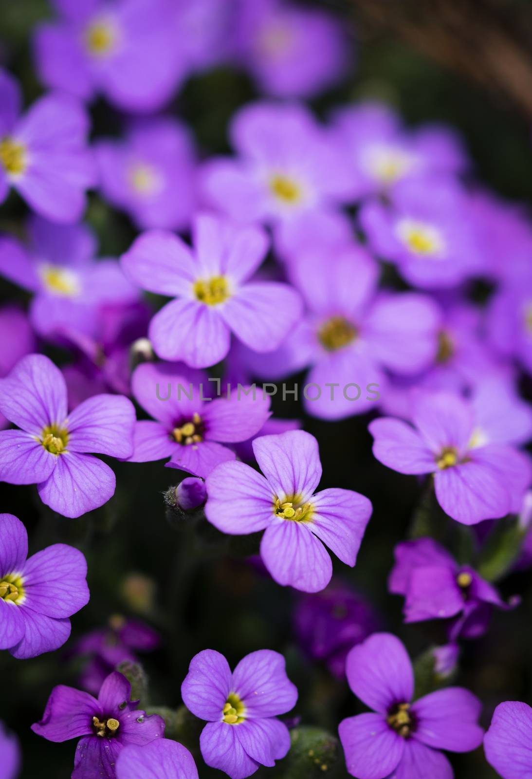 a group of small purple flowers by Ahojdoma