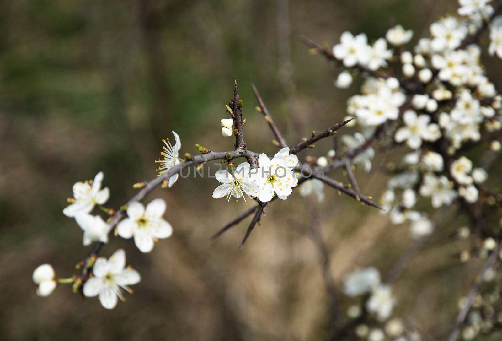 nature seasonal background small white flowers of thorns