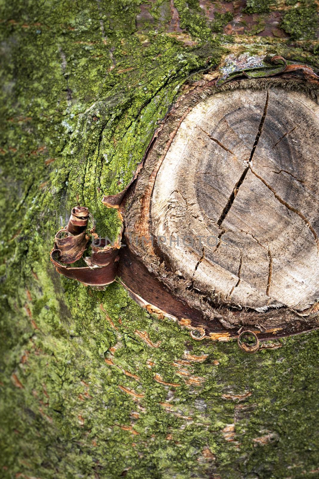 detail cut off a tree branch by Ahojdoma