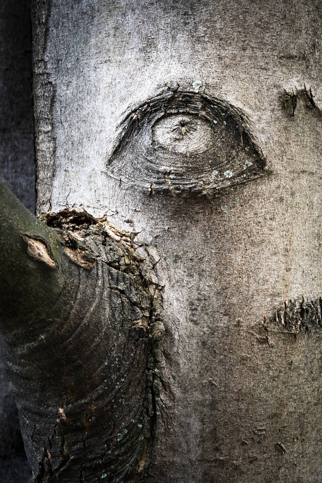 nature background eye on the surface of the bark of a tree