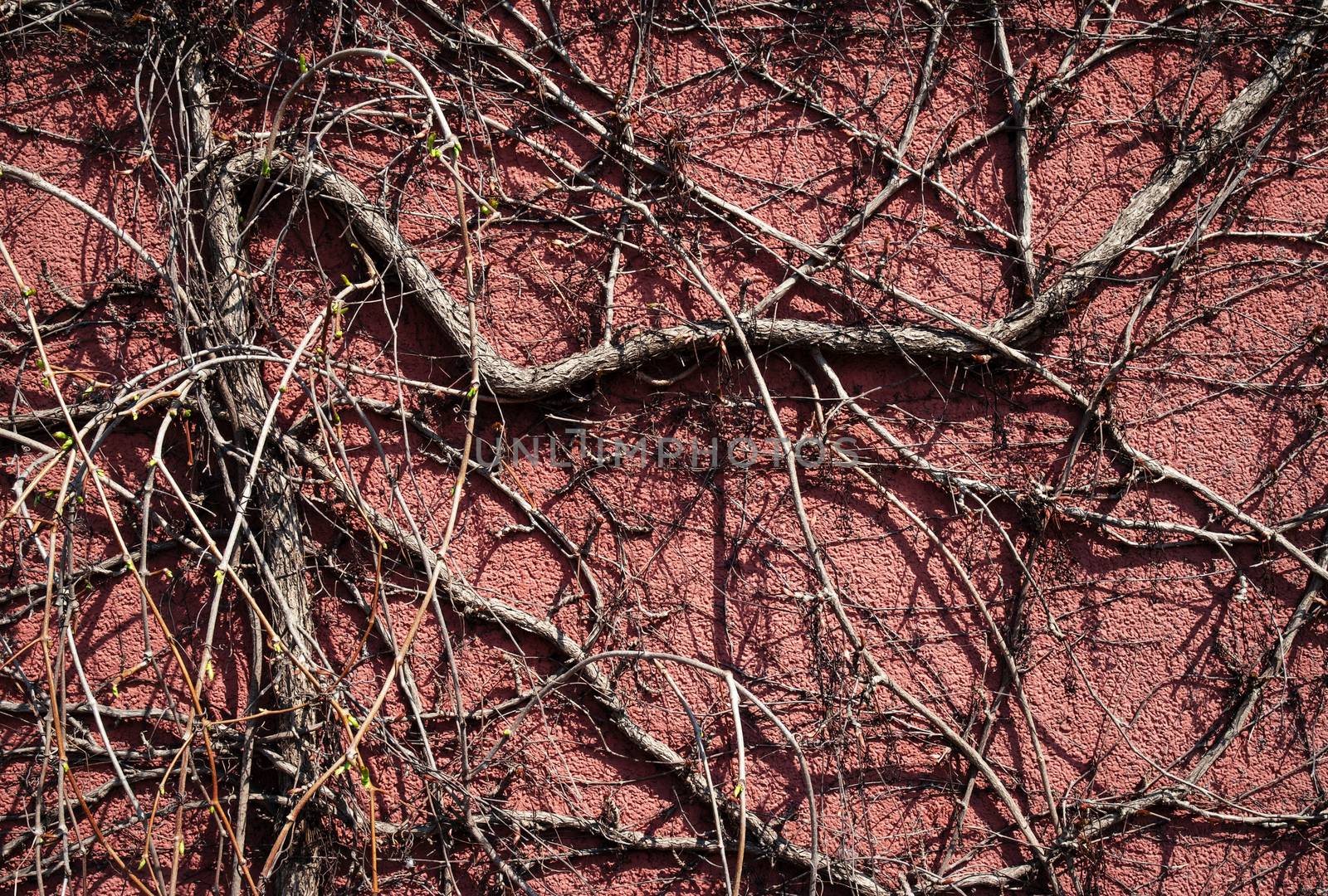 nature background dry climbing plant on red wall