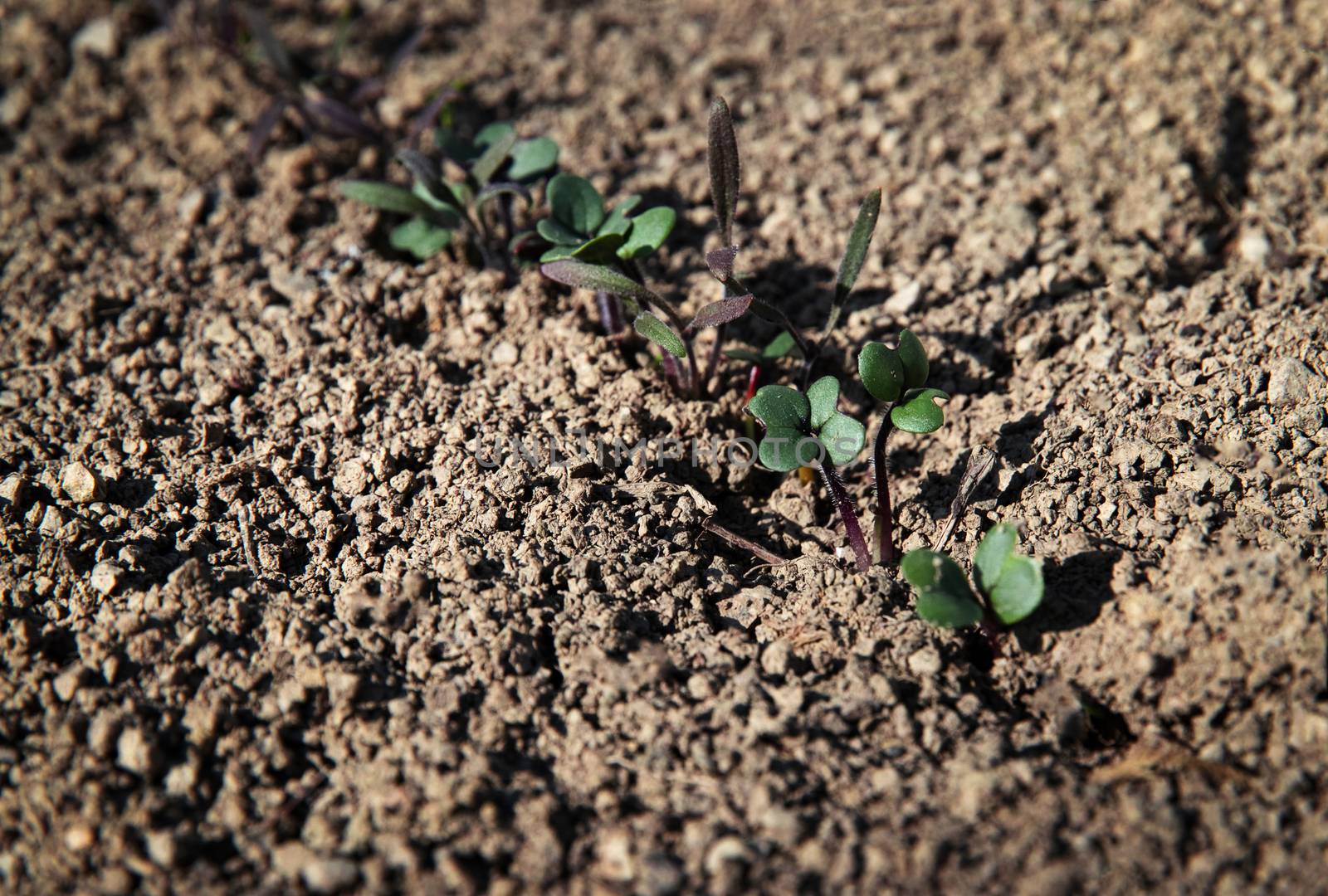 nature seasonal background small shoots of plants in the garden