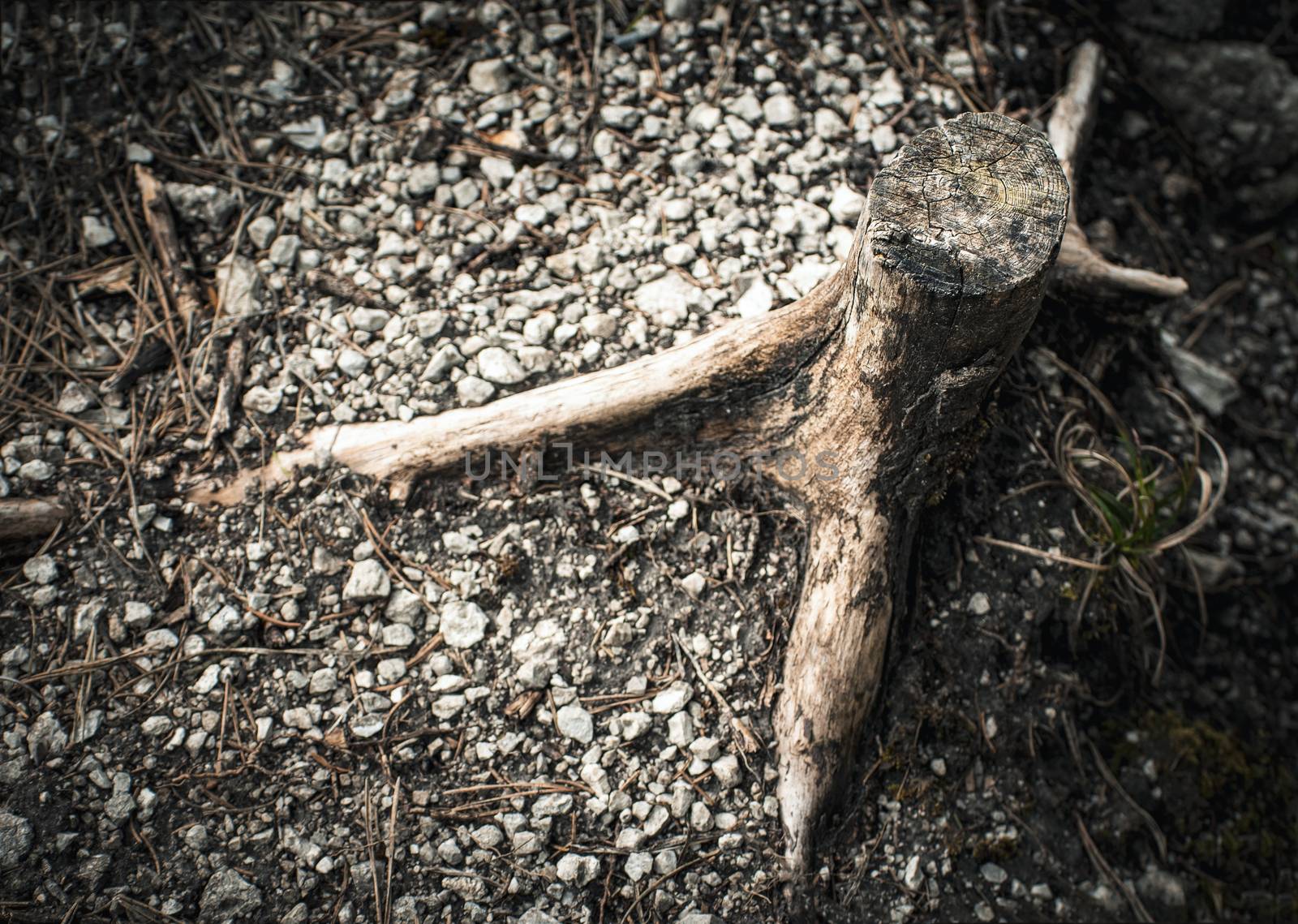 abstract background detail on thin old stump