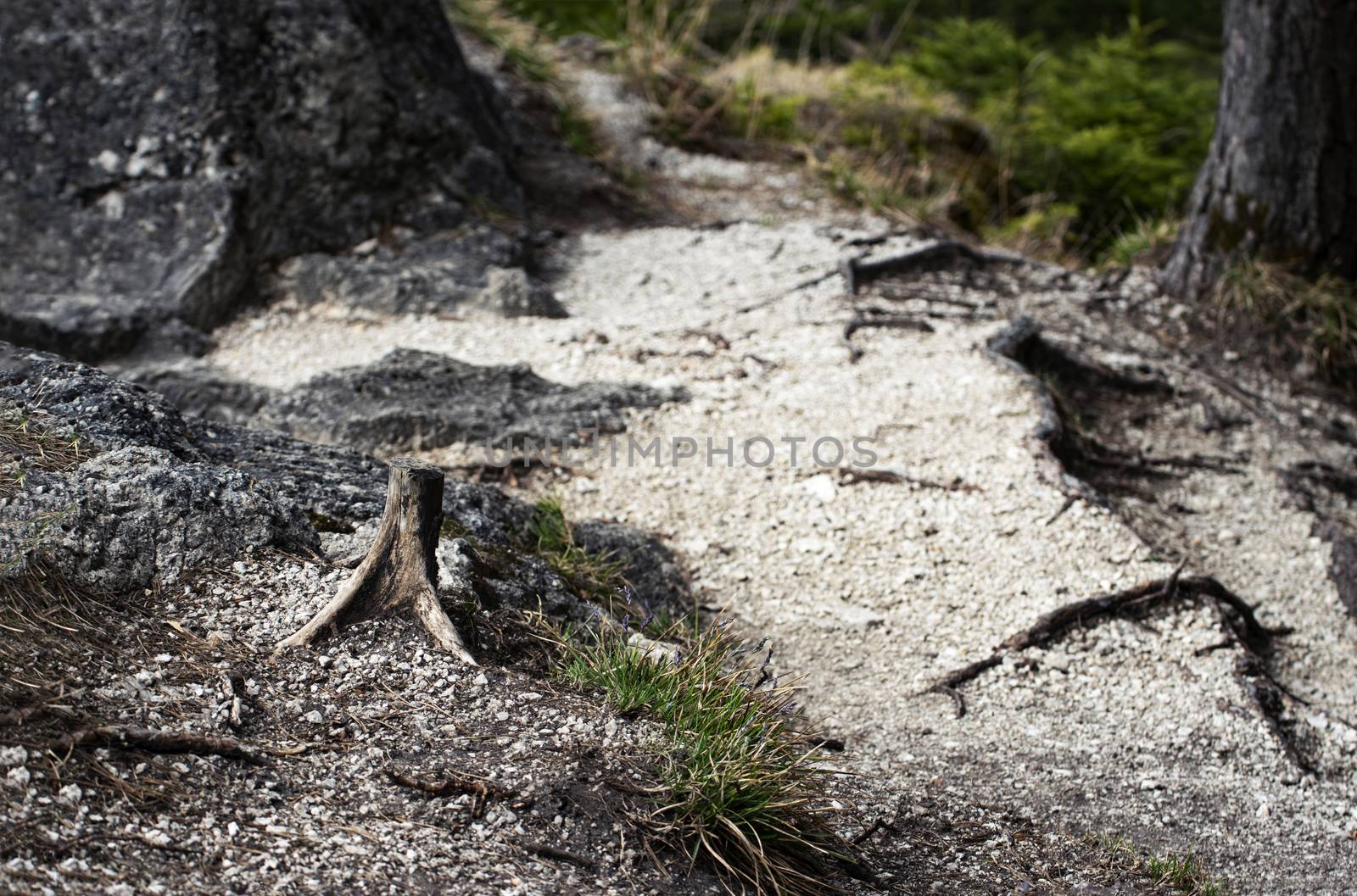 trail in the woods with an old stump by Ahojdoma