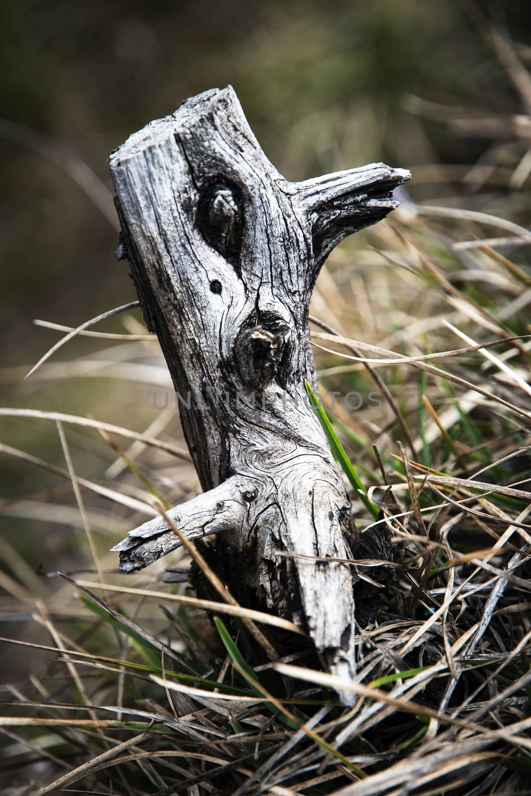 dry stump in the grass by Ahojdoma