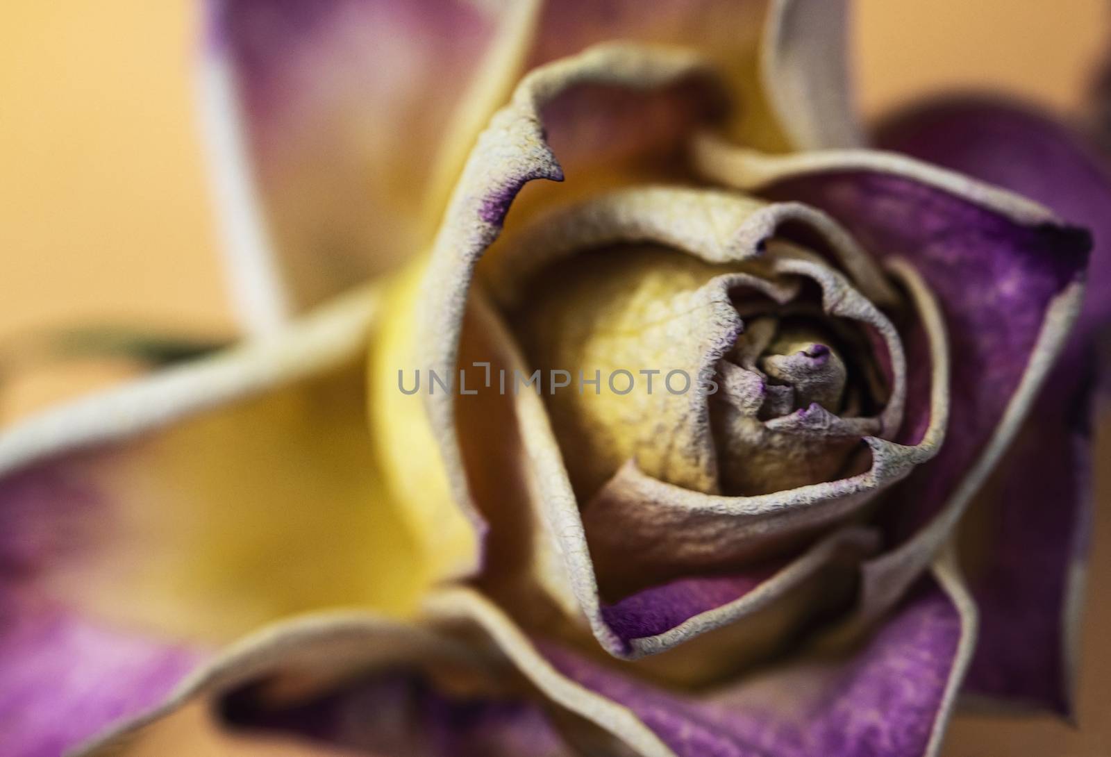 nature background detail old dry purple rose