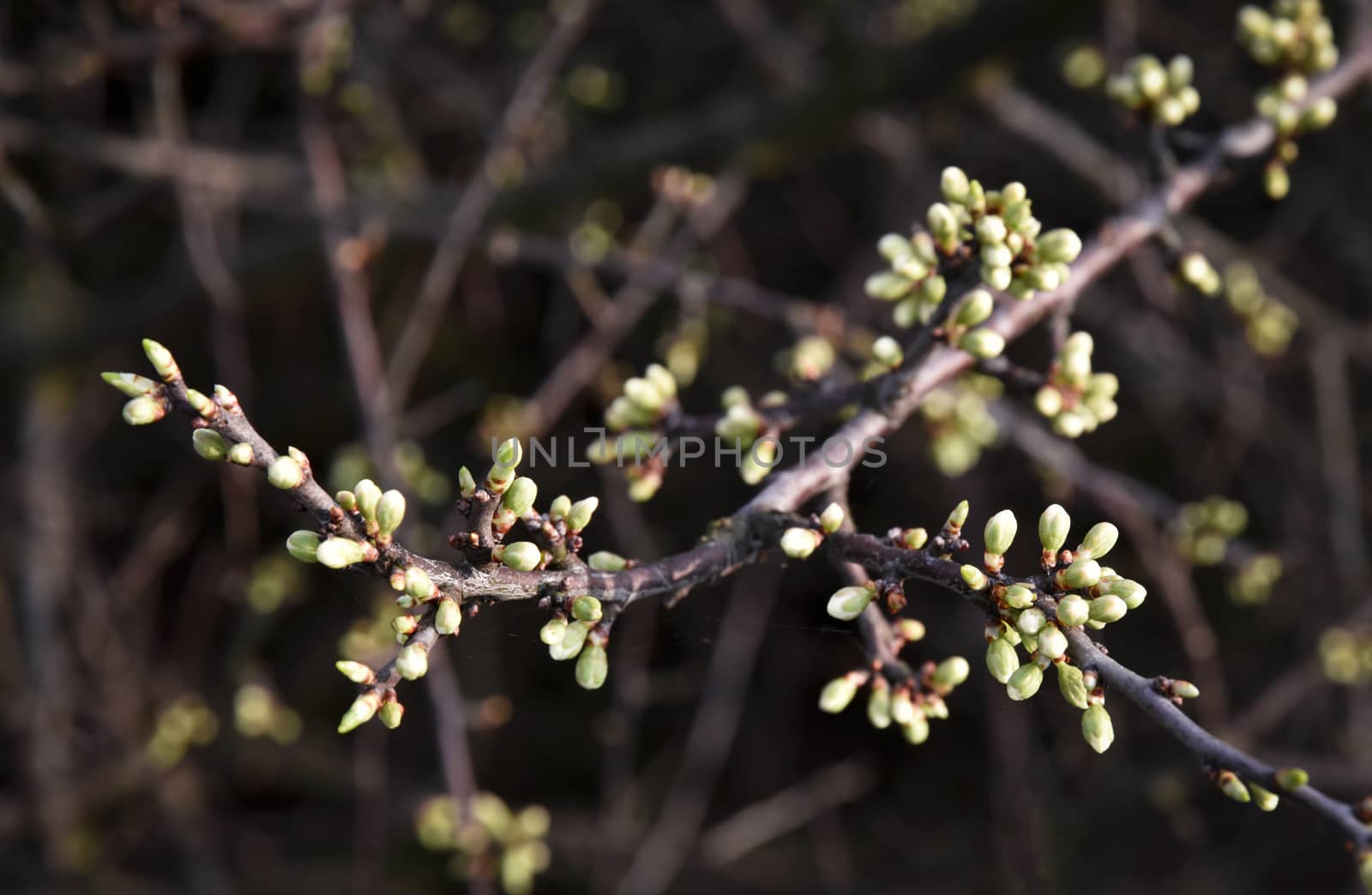 nature seasonal background Spring blackthorn branches with buds