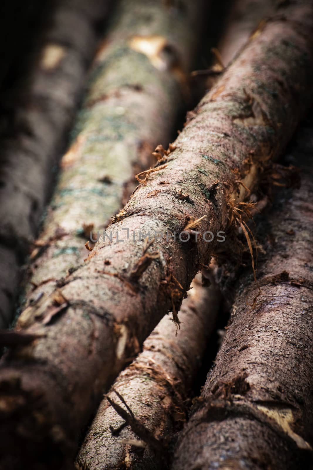 detail wooden spruce trunk by Ahojdoma