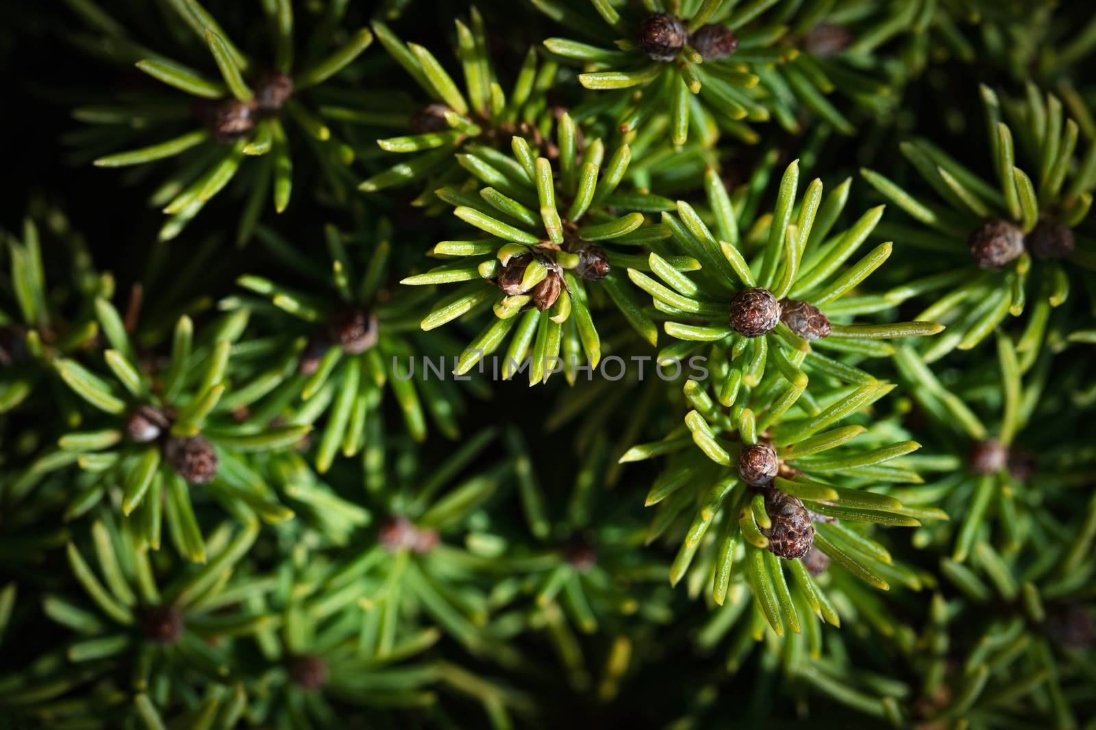 nature background detail green spruce tree needles