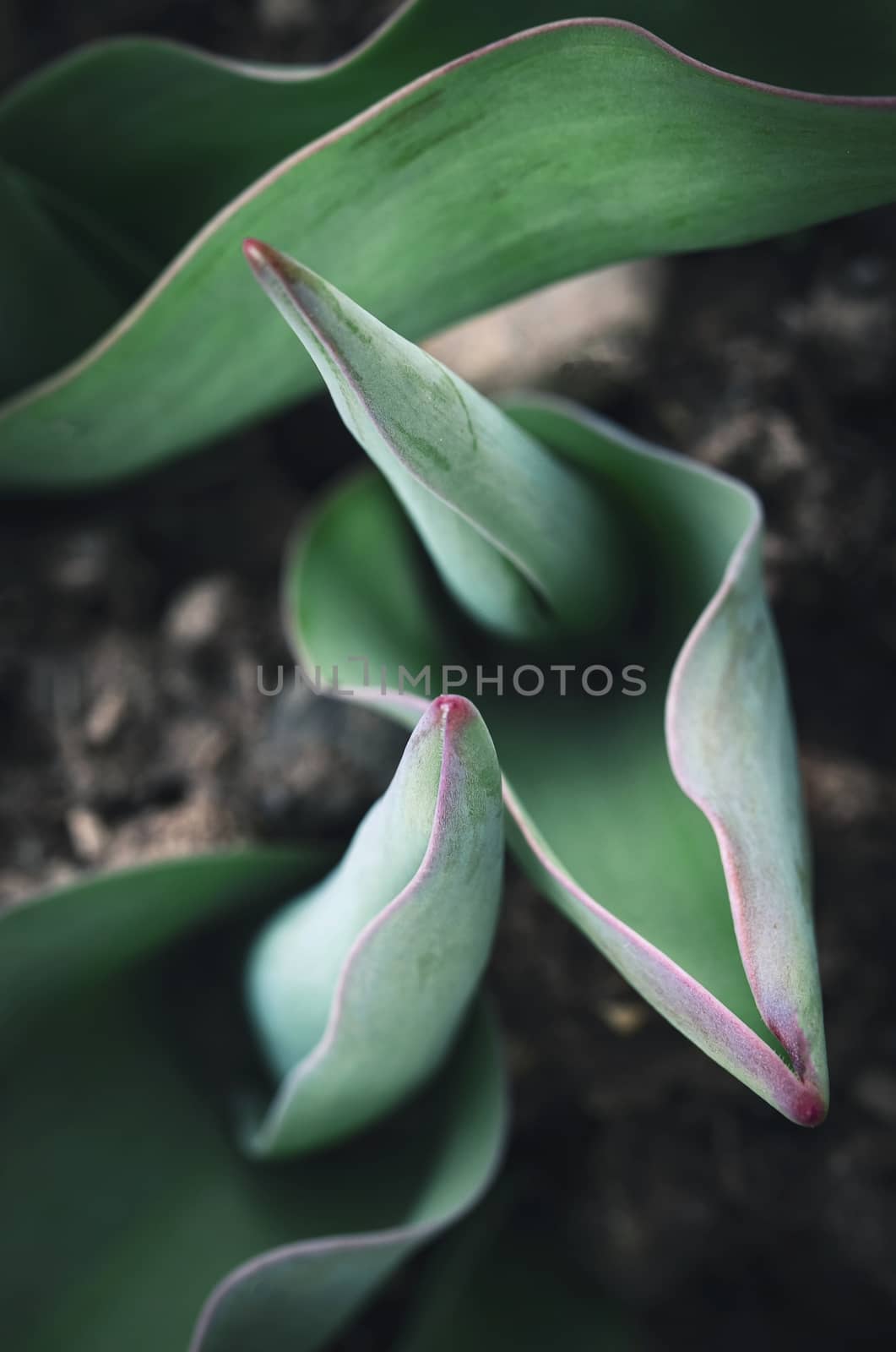 young green leaves tulip by Ahojdoma