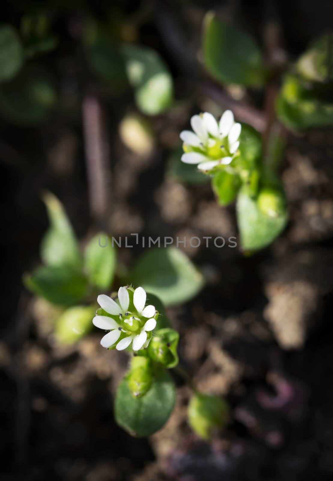 nature background two small white flowers