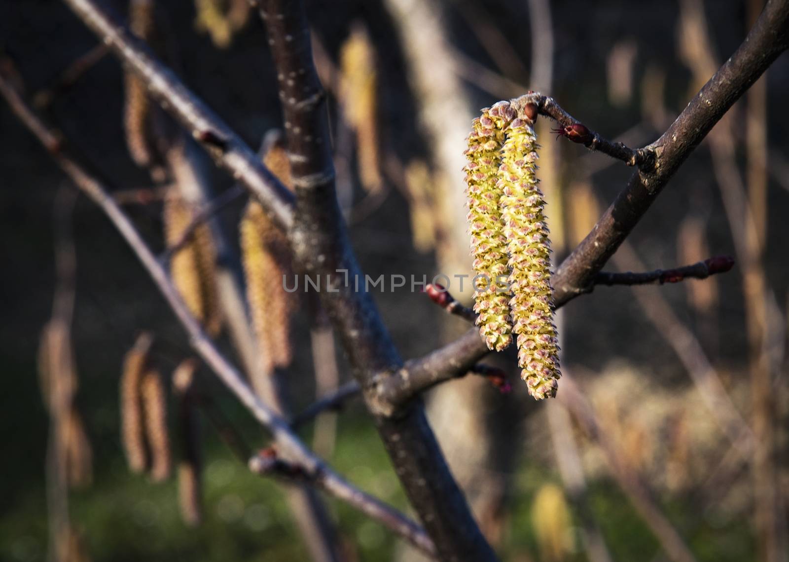 detail on a hazel flower by Ahojdoma