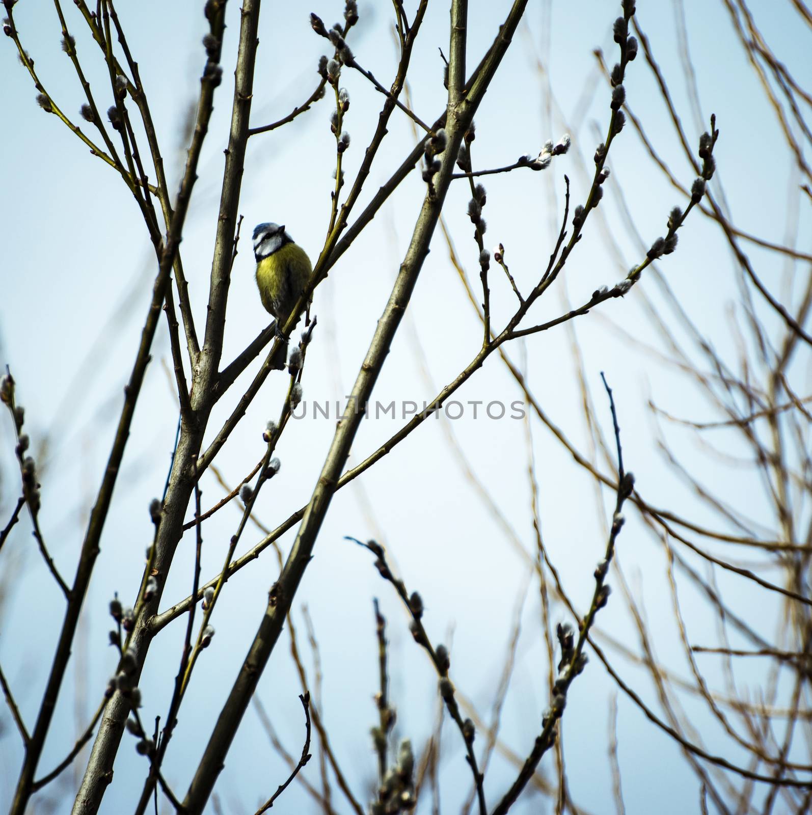 Titmouse on branches of willow by Ahojdoma