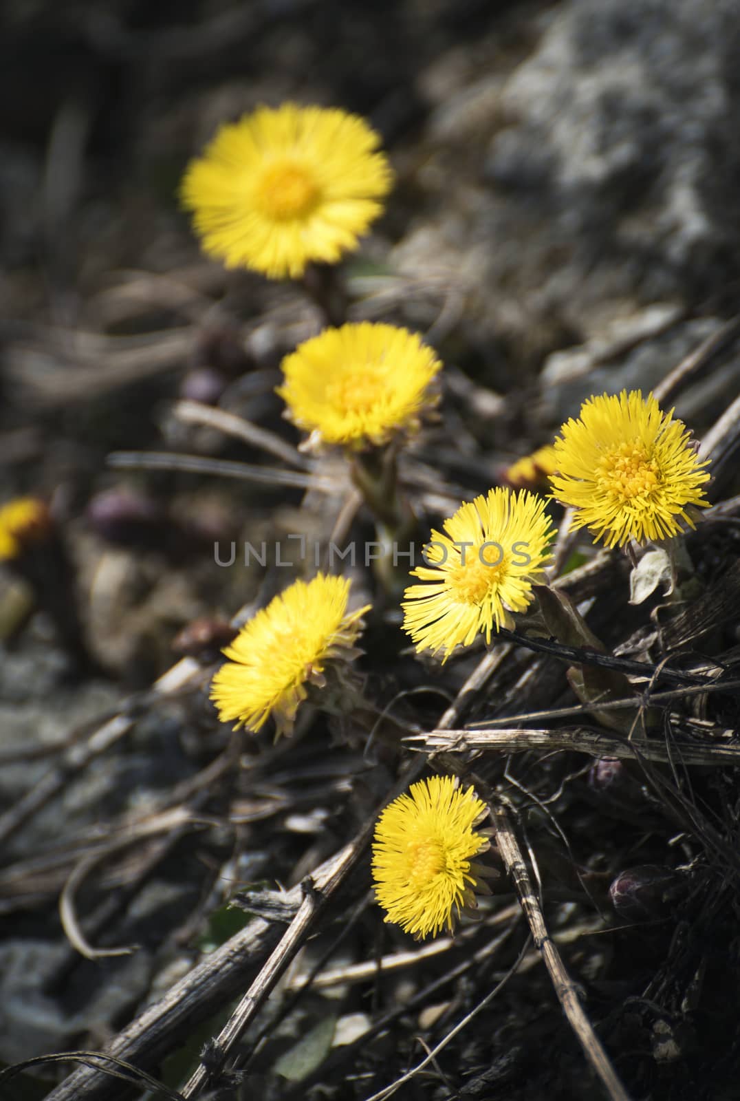 seasonal nature background spring yellow flowers of the coltsfoot