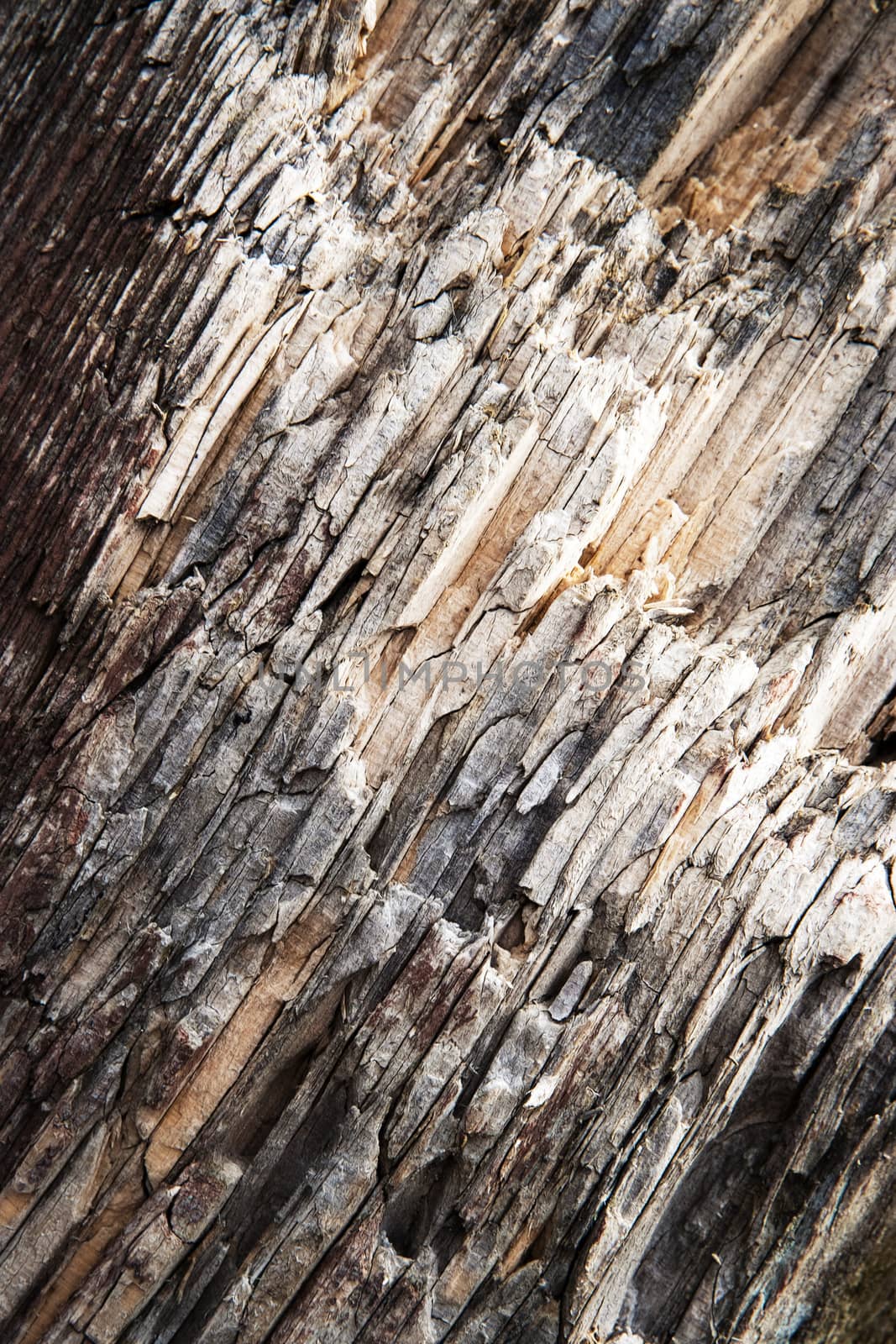 texture detail of a shattered old wood by Ahojdoma