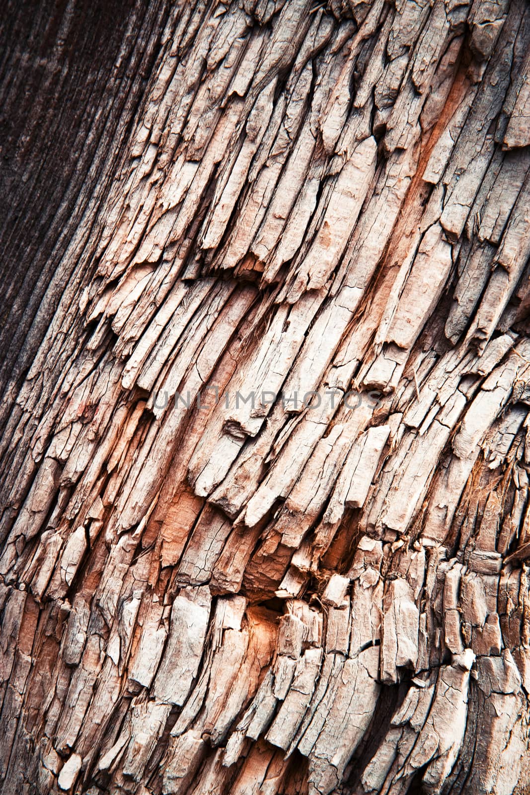 detail of a shattered old wood by Ahojdoma