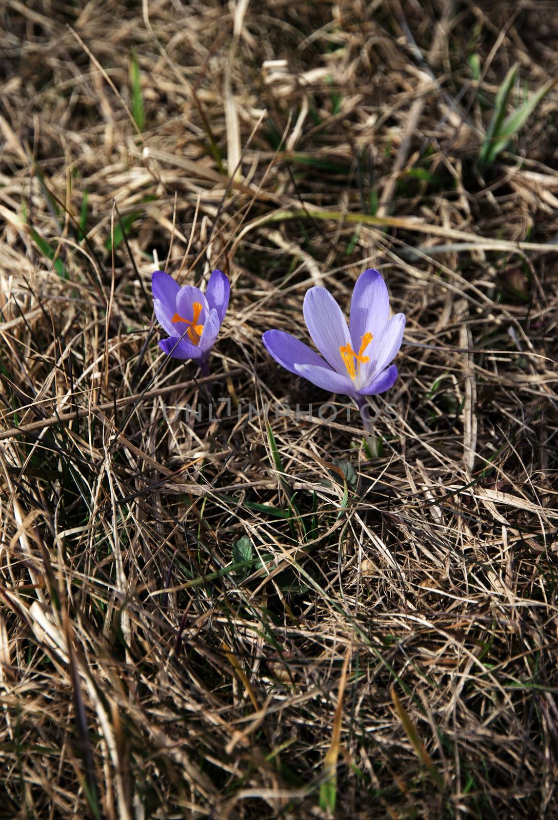 two purple saffrons in dry grass by Ahojdoma