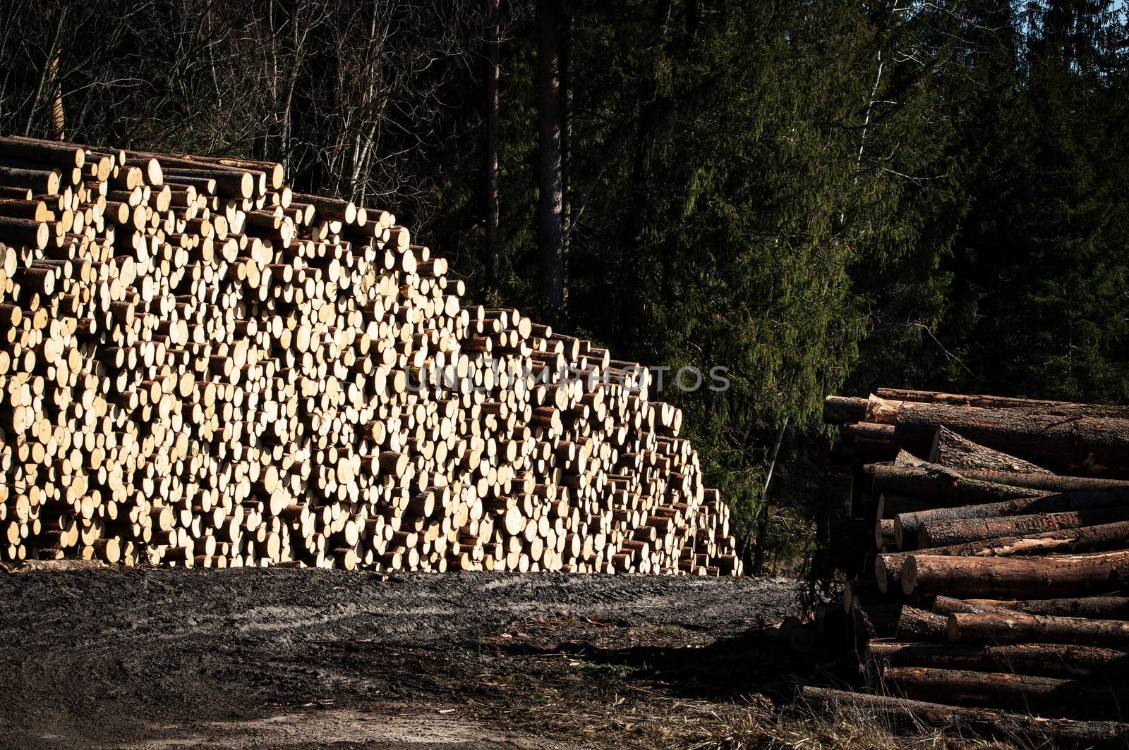 nature background stock spruce sawn timber