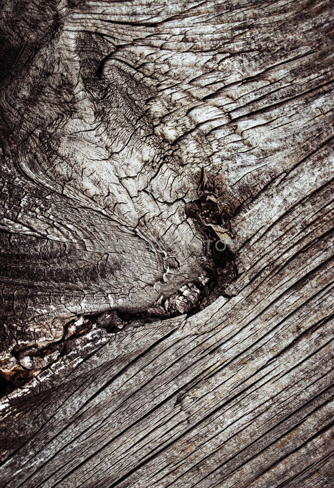 abstract detail of old dry wood by Ahojdoma